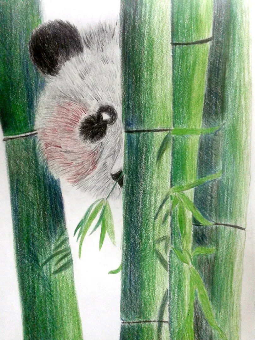 Charming pencil drawing of a panda created by an art student showing fur texture and bamboo details